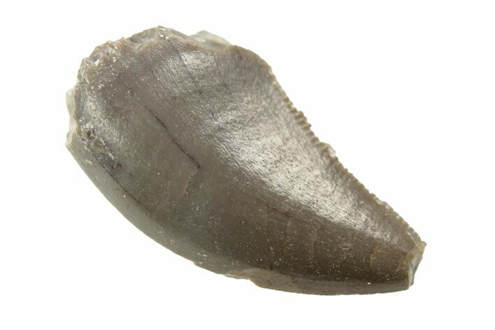 Rare, Serrated, Megalosaurid (Marshosaurus) Tooth - Colorado #222486